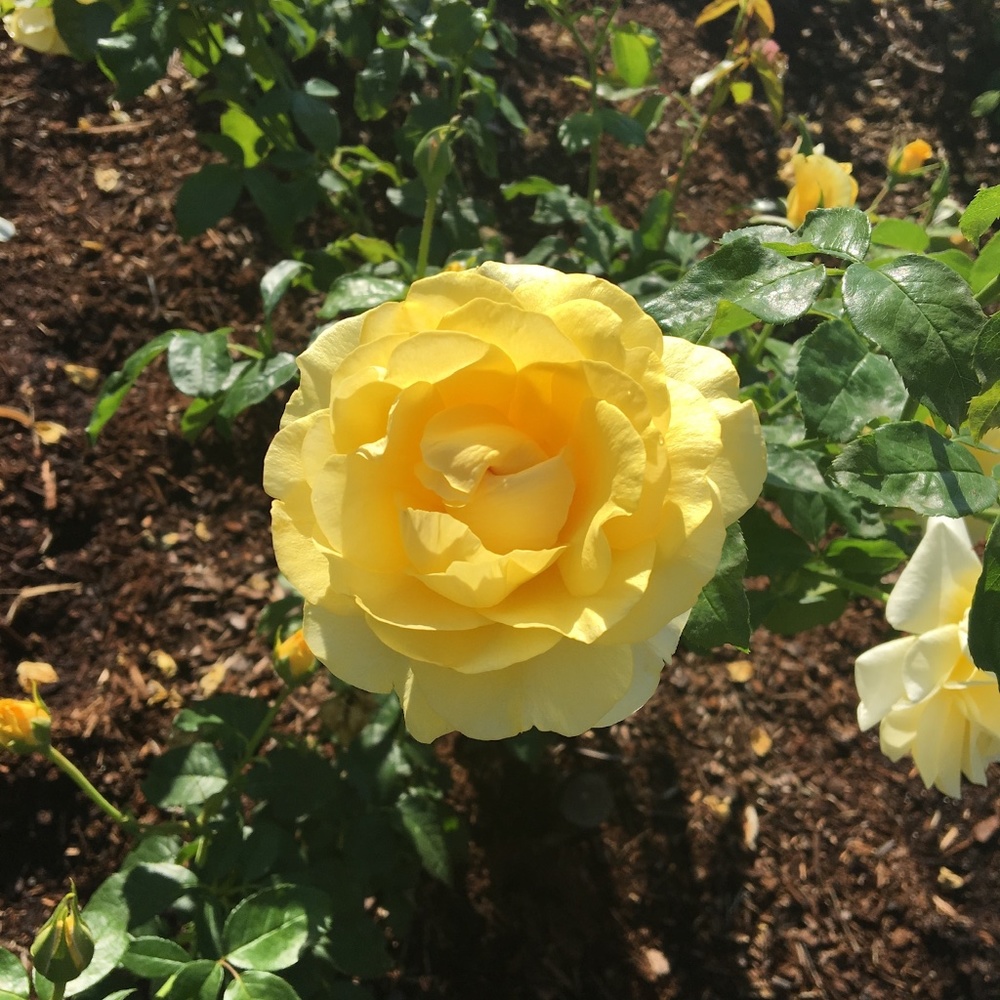 Meet your Posher, Camille